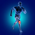 JOINT & BONE SUPPORT